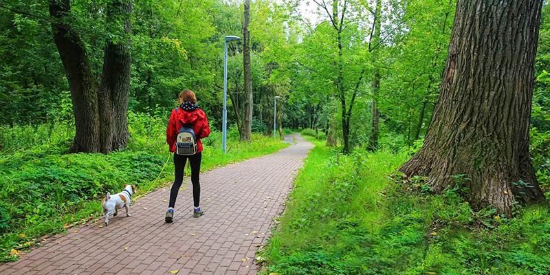 Сохранить экосистему: почему на природе важно держать собаку на поводке