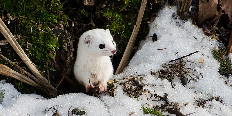 Месяцы подготовки: как чувствуют себя в морозы обитатели парков Москвы