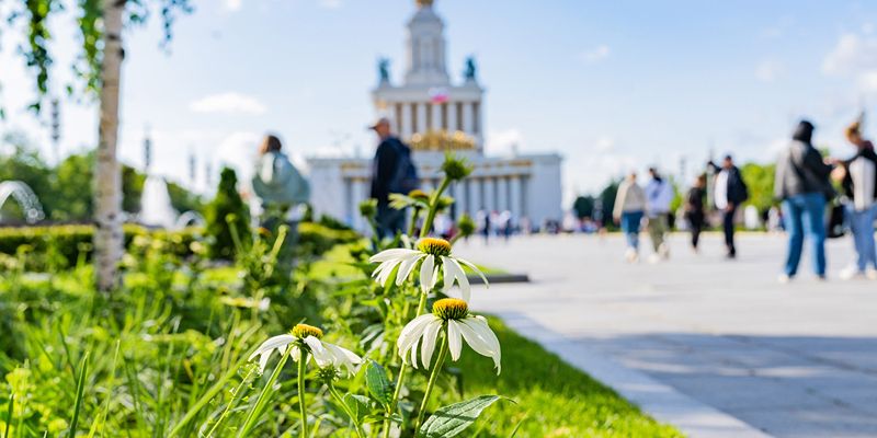 Шалфей, ячмень, эхинацея: на ВДНХ обновили цветники