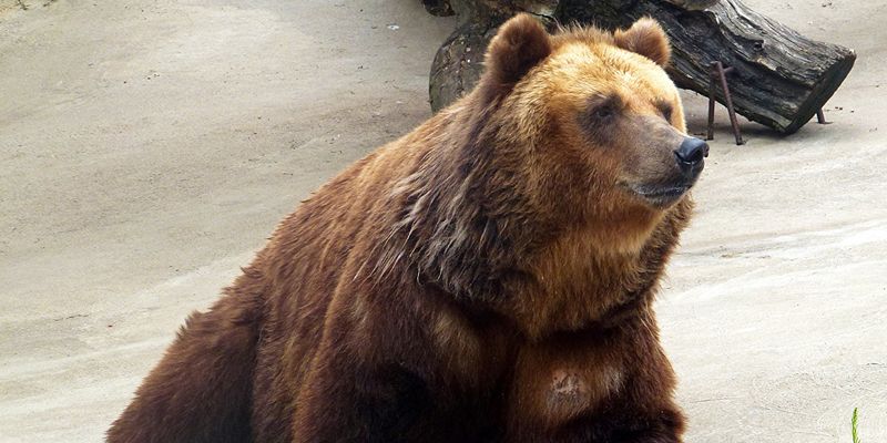 Медведи Московского зоопарка Роза и Аладдин выходят из зимней спячки
