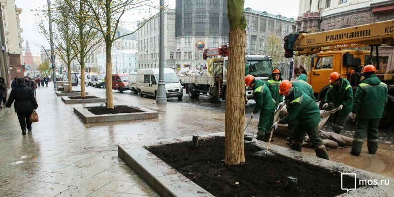 Planting trees in Moscow: 34 streets and 2,800 trees