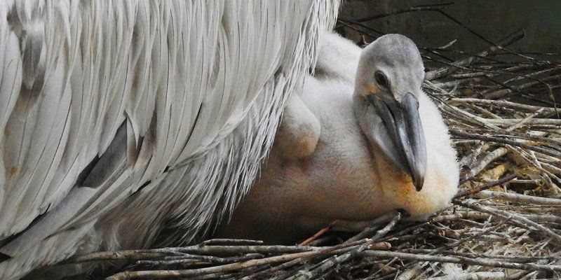 Увидеть редкую птицу: птенец кудрявого пеликана вылупился в Московском зоопарке