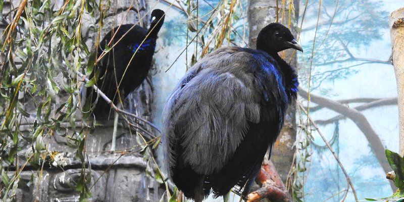 Птица-трубач и хохлатые гокко: в Московском зоопарке появились новые обитатели